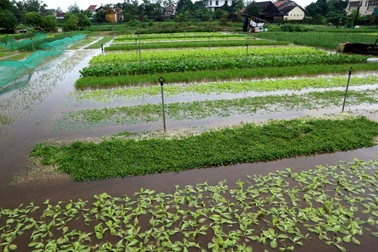 Nông dân trắng tay vì mưa lớn gây ngập úng rau quả vụ Tết