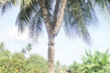 Đồn thổi cây dừa 3 ngọn giá... 1 triệu USD
