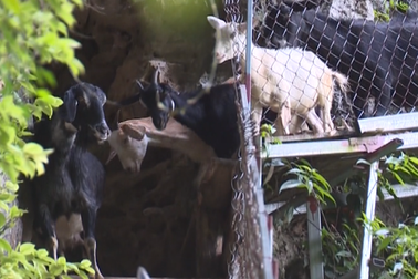 Bắc cầu chăn dê - Ý tưởng nuôi dê độc đáo ở Hòa Bình