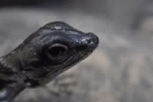 Cách thằn lằn nước thích nghi để sống sót trước kẻ săn mồi