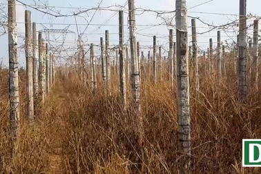 Cận cảnh những "nghĩa địa tiêu"