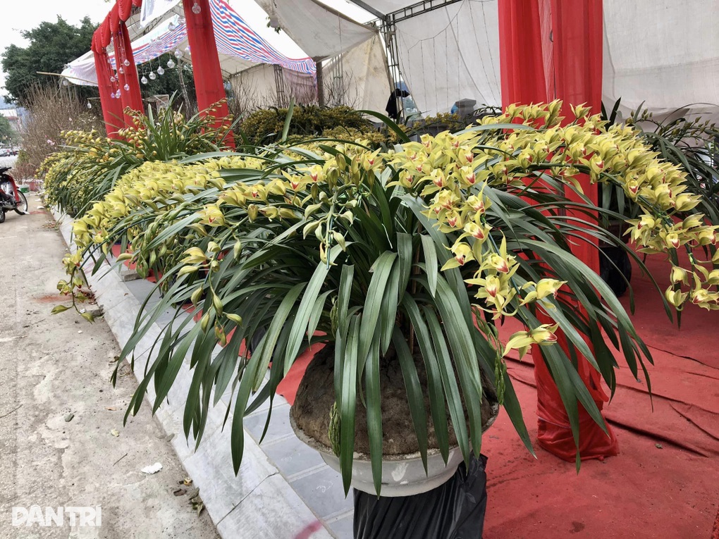 Hoa bán chậm nhiều tiểu thương chợ Xuân Lào Cai hạ giá để về quê ăn Tết - 1 Hoa bán chậm nhiều tiểu thương chợ Xuân Lào Cai hạ giá để về quê ăn Tết - 1