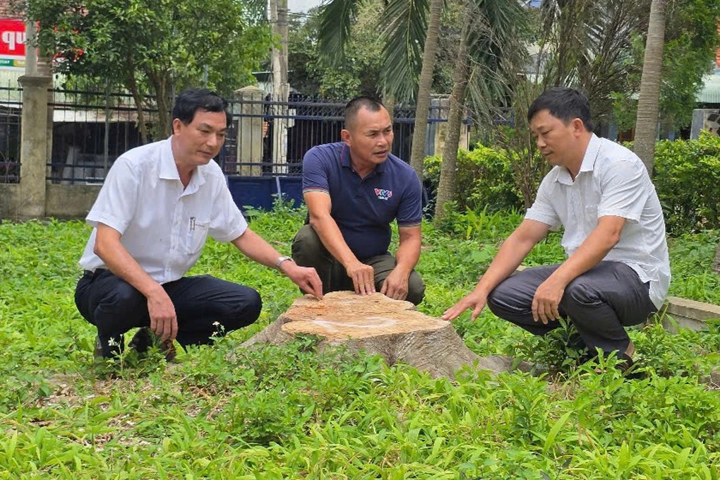 Vụ chặt cây trụ sở trước sáp nhập: Đề nghị chưa bổ nhiệm nguyên chủ tịch xã - 1 Vụ chặt cây trụ sở trước sáp nhập: Đề nghị chưa bổ nhiệm nguyên chủ tịch xã - 1