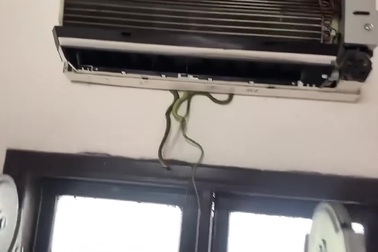 Ổ rắn trong máy điều hòa tại Quảng Nam khiến dân mạng hoang mang