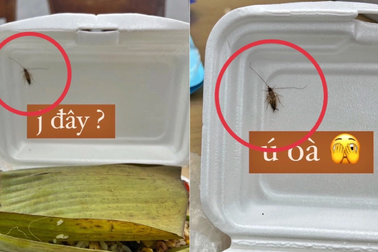 Bị tố có gián trong suất ăn, quán ăn ở TPHCM "đáp trả" khách gây tranh cãi