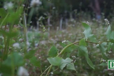 Giới trẻ Sài Gòn "sống ảo" bên vườn hoa tam giác mạch