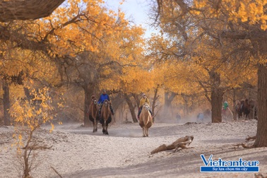 Đổi gió cùng Vietrantour khám phá những điểm đến độc nhất vô nhị mùa thu này!