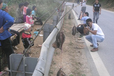 Những con dúi tội nghiệp dưới chân đèo