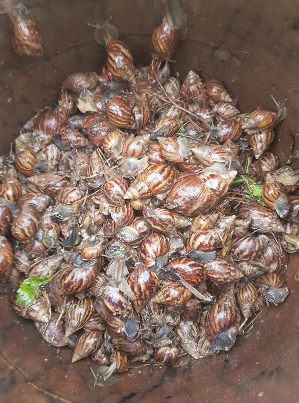 Loại ốc cạn “nhan nhản” khắp vườn, nơi cho không ai lấy, chỗ lại đắt hơn vàng - 2 Loại ốc cạn “nhan nhản” khắp vườn, nơi cho không ai lấy, chỗ lại đắt hơn vàng - 2