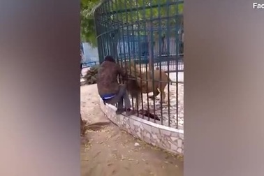 Clip: Sư tử ngoạm tay hướng dẫn viên du lịch “thích thể hiện”