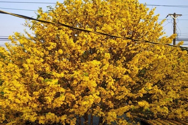 Ngỡ ngàng trước những cây mai nở vàng rực cả một đường quê