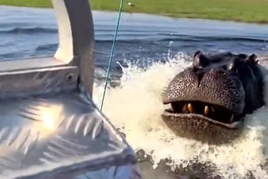 Khoảnh khắc hà mã hung hãn đuổi theo thuyền chở du khách trên sông