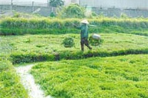 Bắt đầu phun thuốc kích thích trên rau thí nghiệm