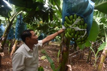 Lão nông thu tiền tỷ nhờ trồng chuối tiêu hồng