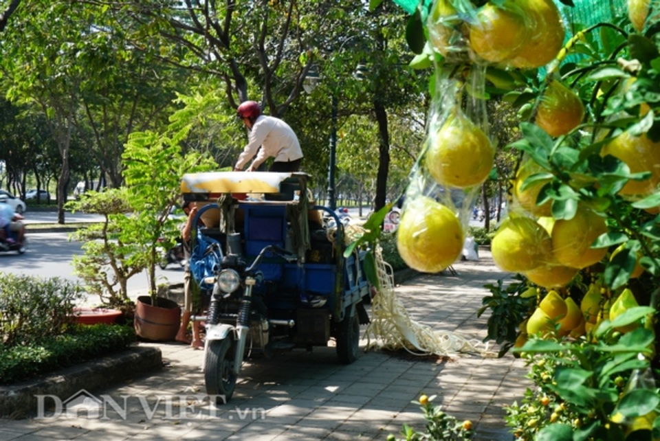 Bưởi Diễn Tết đổ bộ Sài thành, 70 triệu/cây khách vẫn xuống tiền - 14 Bưởi Diễn Tết đổ bộ Sài thành, 70 triệu/cây khách vẫn xuống tiền - 14