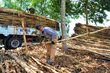 Nhọc nhằn nghề vác tràm thuê