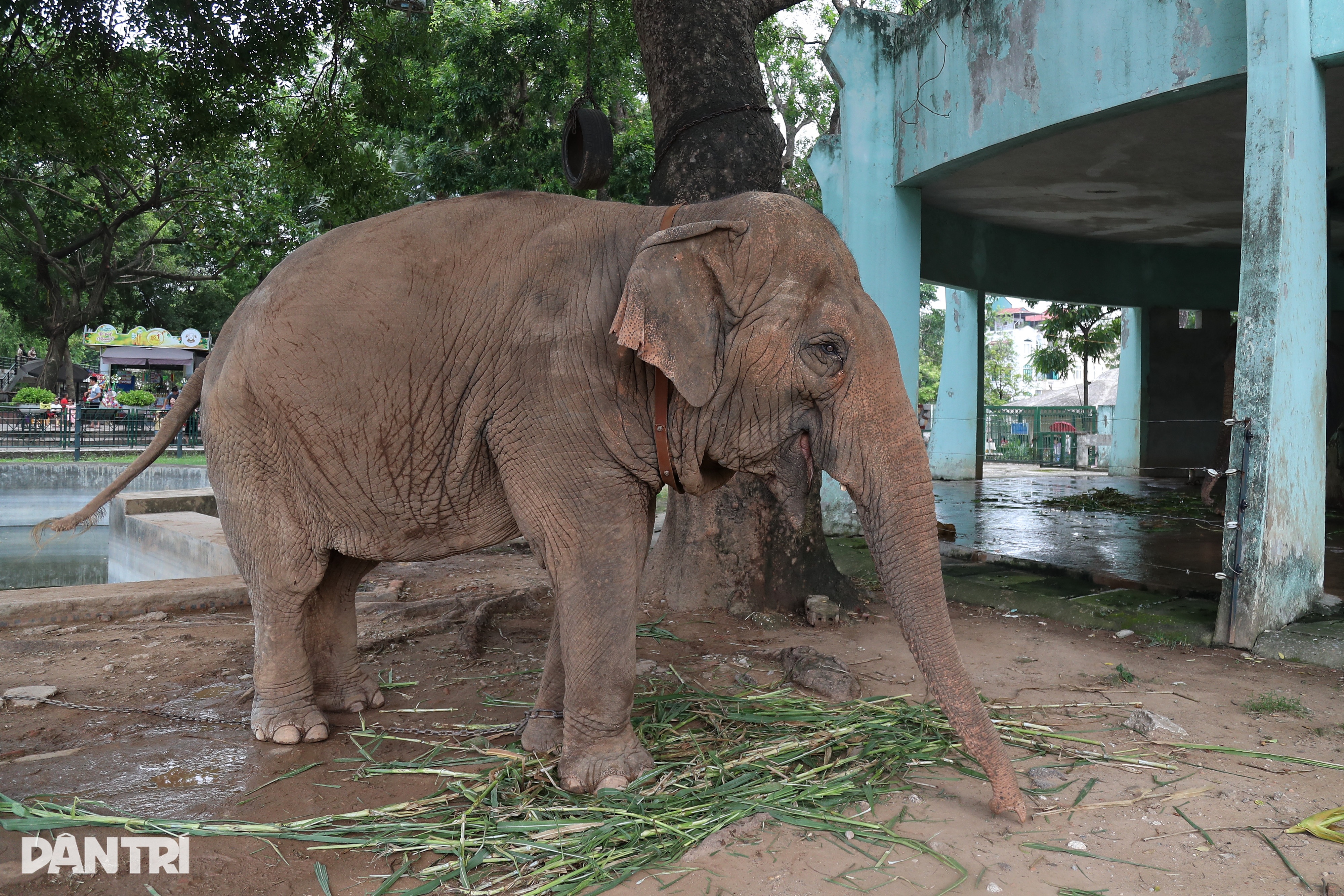Is it possible to return two chained elephants in Thu Le to their homes? - 4 Trả 2 con voi bị xích chân ở Thủ Lệ về nhà liệu có khả thi? - 4