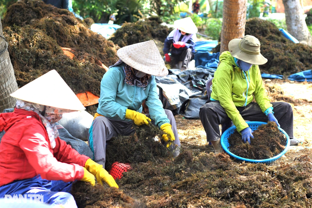 Hái rau sạch... dưới biển, ngư dân rủng rỉnh tiền triệu mỗi ngày - 4 Hái rau sạch... dưới biển, ngư dân rủng rỉnh tiền triệu mỗi ngày - 4
