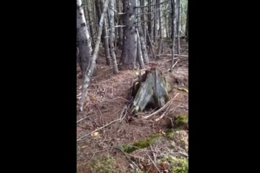 Lạ lùng hiện tượng rừng "thở"