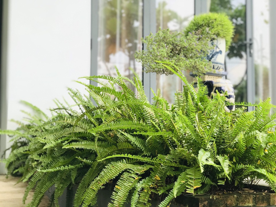 Chàng trai tự tay thiết kế nhà vườn vạn người mê cho gia đình 4 thế hệ - 4