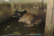 Bóc mẽ cơ sở giết mổ bơm nước tăng trọng lượng cho bò