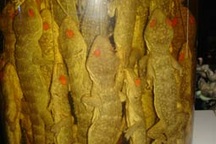 Hại gan, chảy máu dạ dày vì rượu tắc kè 