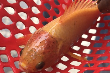 Bắt được cá rô toàn thân vàng óng tuyệt đẹp