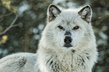 Sự trở lại của loài sói giúp rừng Yellowstone "hồi sinh" thế nào?