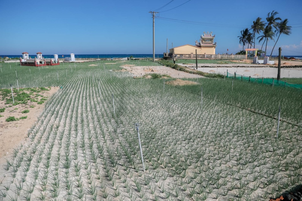 Người trồng tỏi ém hàng chờ hết dịch Covid-19 - 2