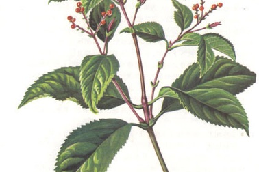 Sói rừng – Kháng khuẩn tiêu viêm