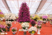 Muôn sắc lan hồ điệp xuống phố phục vụ Tết Nguyên đán 2023