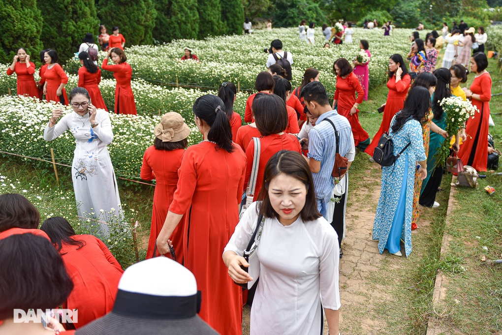 Vườn cúc họa mi thất thủ người dân chen chân chụp ảnh ở Hà Nội - 2
