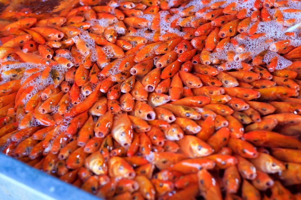 Hà Nội: Nhộn nhịp chợ phương tiện tiễn Táo quân về trời - 9 Hà Nội: Nhộn nhịp chợ phương tiện tiễn Táo quân về trời - 9