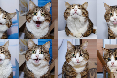 Chú mèo tật nguyền đốn tim cư dân mạng bằng "50 sắc thái" cực kỳ đáng yêu