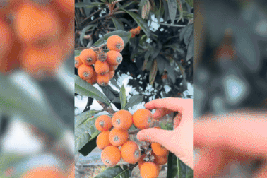 Khen cây nhót sai quả, lao động Việt ở Nhật sững sờ vì chủ nhà chặt cây