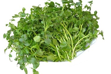 Thưởng thức các loại rau ngon đúng vị khi mùa đông đến