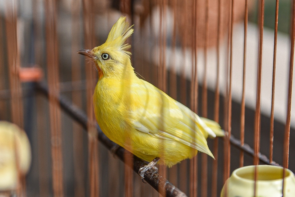 5 lần 7 lượt lên núi mua hoàng mào, đại gia từ chối bán dù được trả tiền tỷ - 14