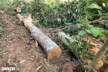 Nghệ An: Nhức nhối nạn phá rừng tại huyện nghèo