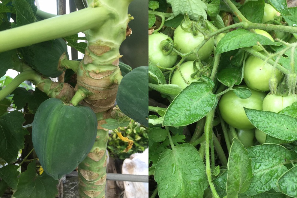 Cặp vợ chồng Hà Nội vác đất lên sân thượng, làm vườn rau xanh sum suê - 13 Cặp vợ chồng Hà Nội vác đất lên sân thượng, làm vườn rau xanh sum suê - 13