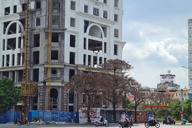 Đề nghị công an điều tra nghi vấn cây xanh bị "bức tử"