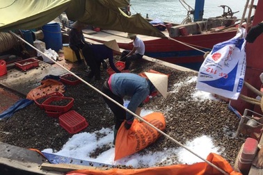 Ngư dân trúng đậm sò lông trước khi bão đổ bộ