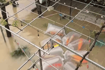 Đàn cá Koi hàng trăm triệu đồng bị lũ cuốn, chủ nhân "ngồi trên đống lửa"