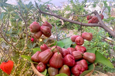 Khu vườn "trên không" trăm loại rau trái tươi tốt của mẹ đảm Sài Gòn