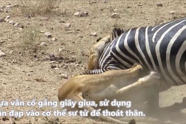 Ngựa vằn thoát khỏi hàm sư tử nhờ quyết tâm không chấp nhận số phận