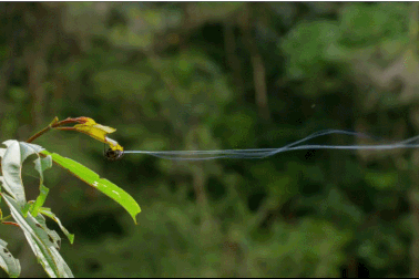 Khó tin cảnh nhện phóng tơ xa 25 mét làm cầu qua sông