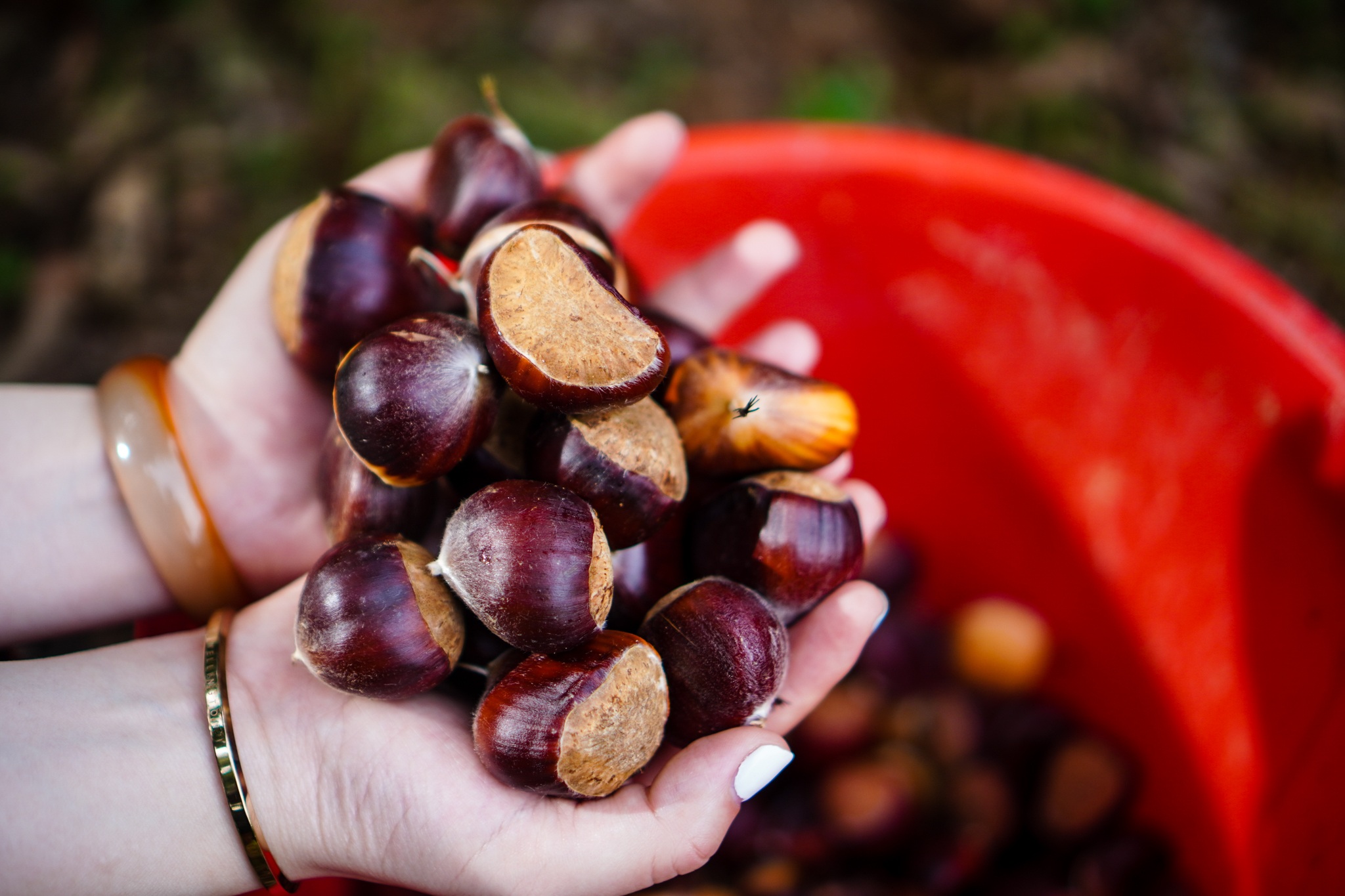 Người dân Hà Nội ùn ùn đi nhặt hạt dẻ rừng - 5