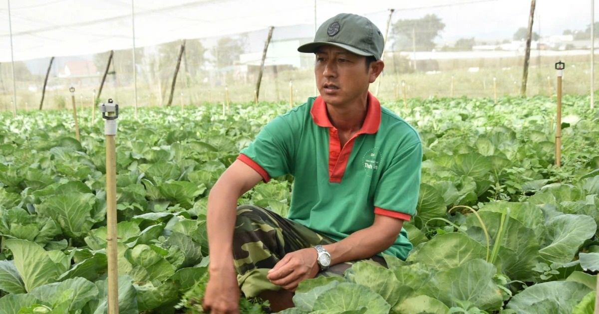 Nông dân điêu đứng vì giá rau liên tục giảm