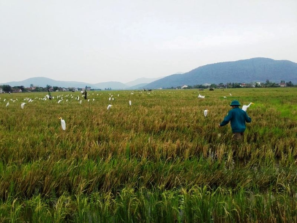 Chim trời bán đầy ngoài chợ, mua dễ như... mớ rau - 4 Chim trời bán đầy ngoài chợ, mua dễ như... mớ rau - 4