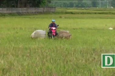 Kiếm tiền triệu mỗi ngày bằng việc chạy xe máy bắt cào cào