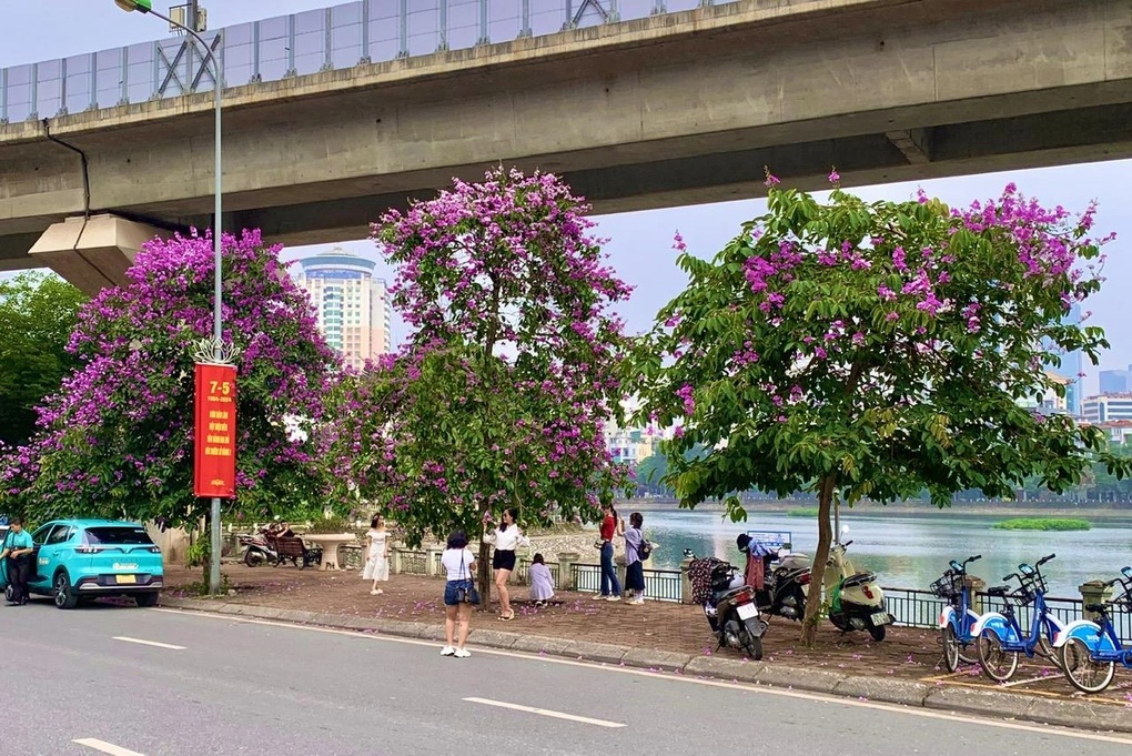Bỏ túi địa điểm chụp hoa bằng lăng đẹp ở Hà Nội - 1 Bỏ túi địa điểm chụp hoa bằng lăng đẹp ở Hà Nội - 1